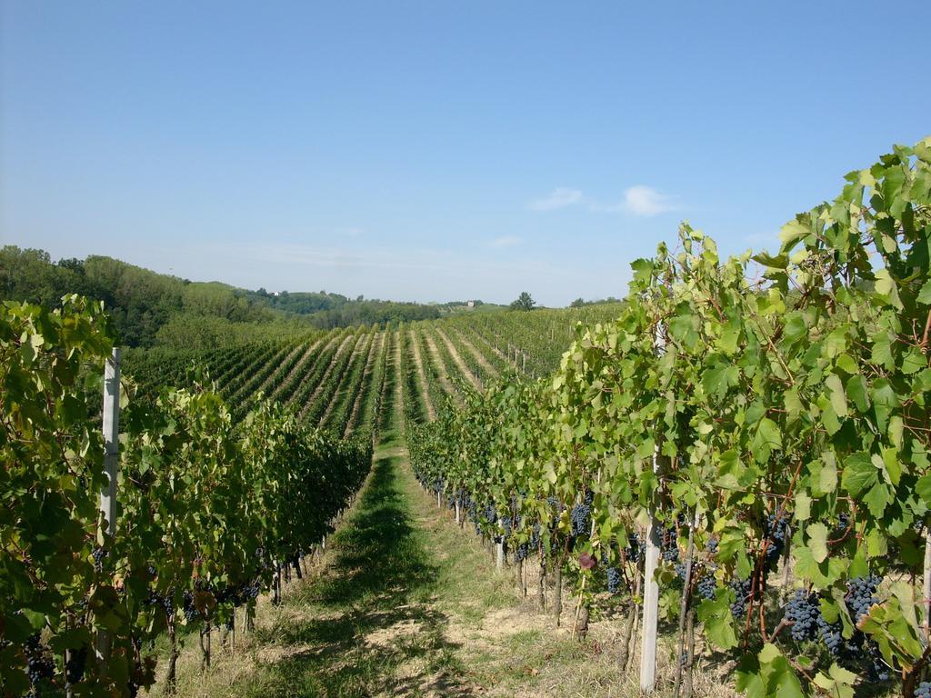 Marchesi Incisa Winery Lodge Rocchetta Tanaro Eksteriør bilde